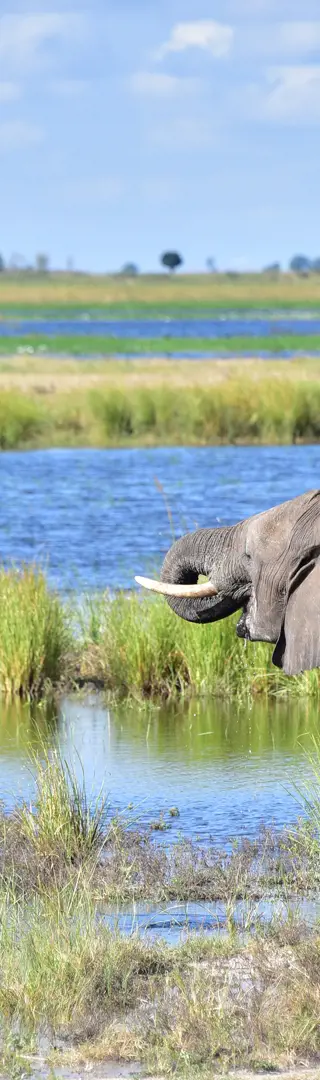 Spektakel am Chobe-Fluss